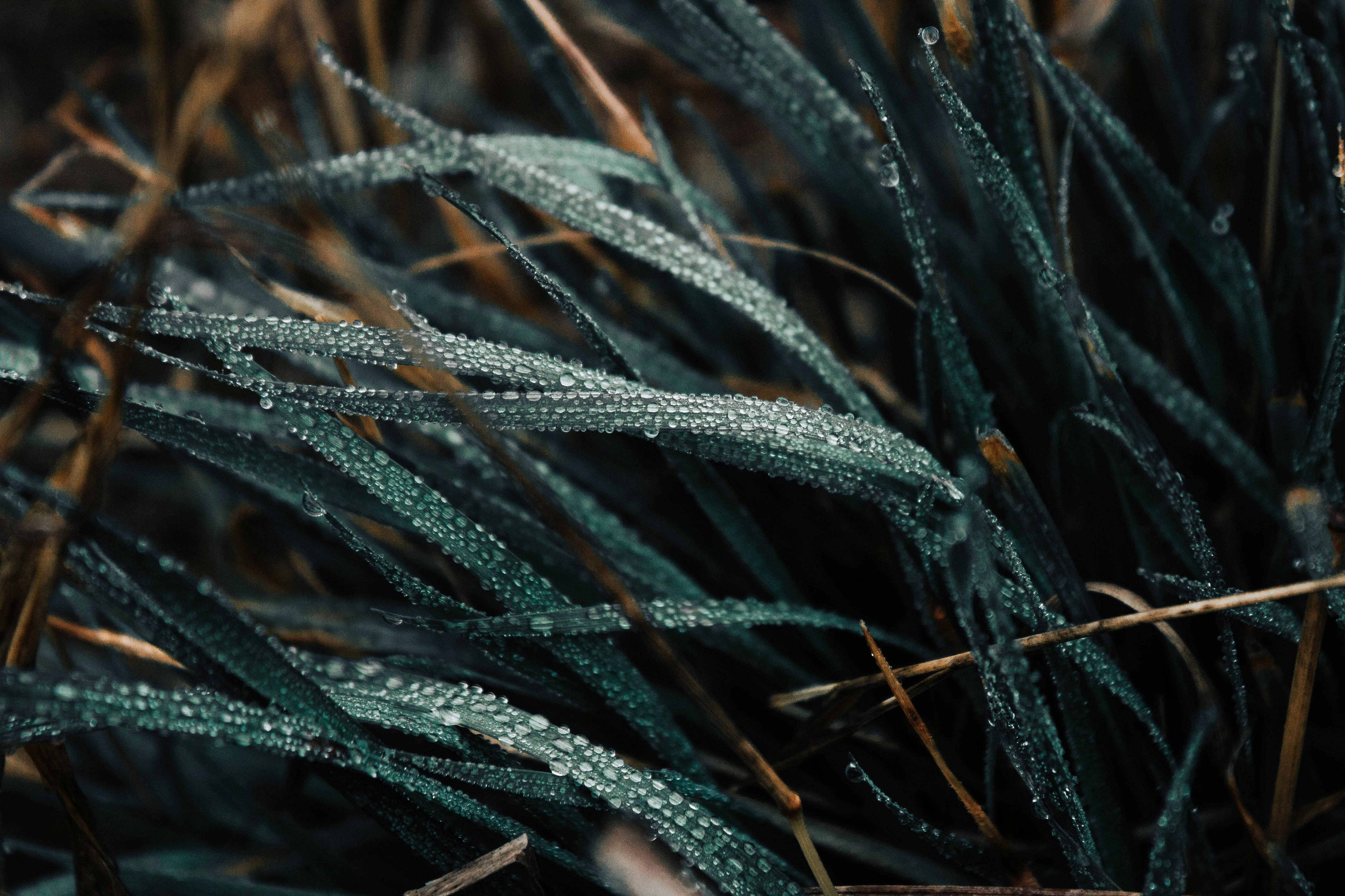 shallow focus photo of green plants